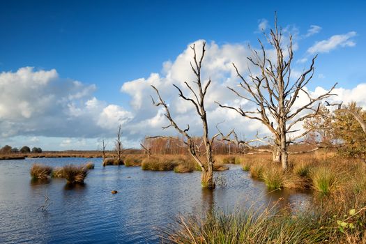 sunshine over dry trees in bog , Dwingelderveld, Drenthe, Netherlands