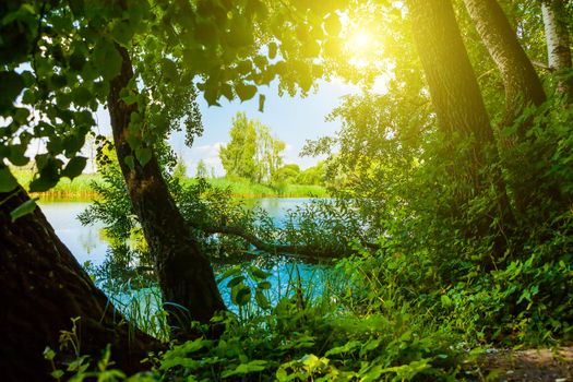 lake in deep forest