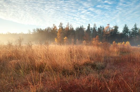 morning sunlight and mist during autumn, Mandeveld, Friesland, Netherlands