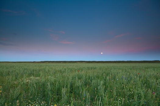 full moon over wheat and barley field after sunset
