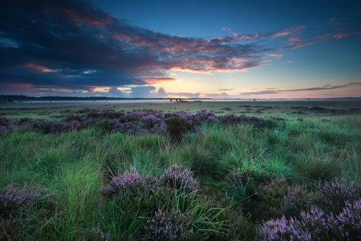 summer sunrise over marsh with flowering heather, Fochteloerveen, Drenthe, Friesland, Netherlands
