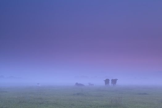 cows in dense fog on morning pasture during sunrise