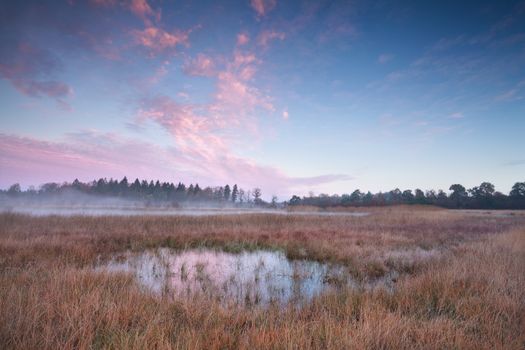misty autumn sunrise over swamp, Bakkeveen, Friesland, Netherlands