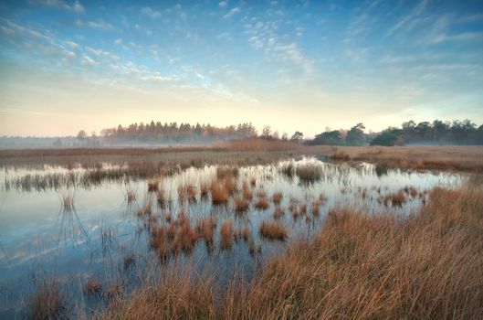 gold autumn sunrise over swamp, Bakkeveen, Friesland, Netherlands