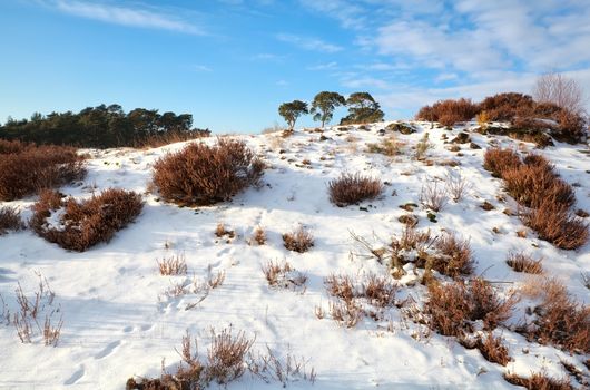 animal tracks on snowy hill during sunny day, Nunspeet, Gelderland, Netherlands