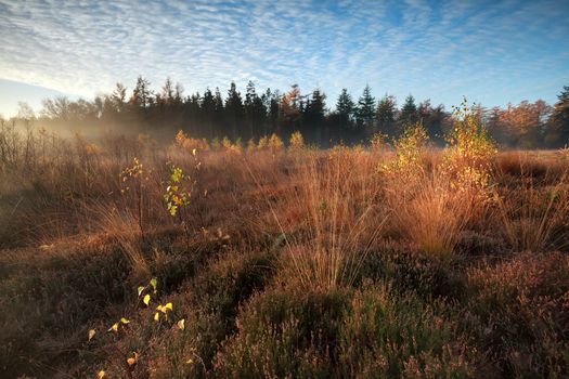 morning sunlight over marsh with orange autumn birch trees, Friesland, Netherlands