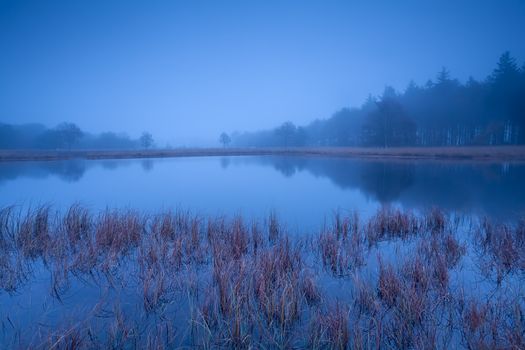 wild lake in forest during misty dusk, Duurswoudeheide, Friesland, Netherlands