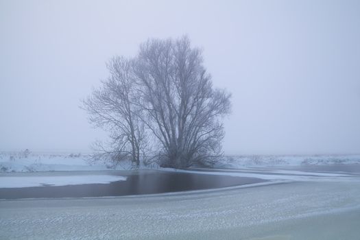 tree by frozen lake in winter fog, Holland