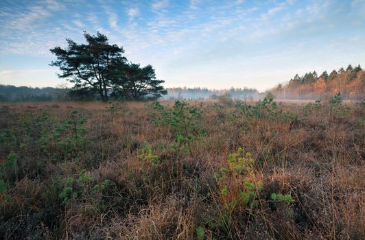 marsh with small pine trees in misty autumn morning, Mandefijld, Friesland, Netherlands