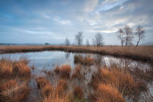 clouded morning on swamp, Duurswoudeheide, Friesland, Netherlands