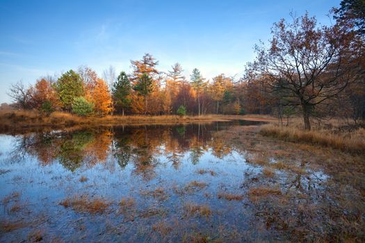 little lake in autumn forest, Duurswoude, Friesland, Netherlands