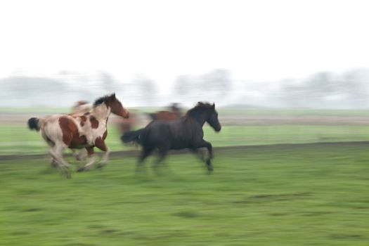 blurred galloping horses on green pasture