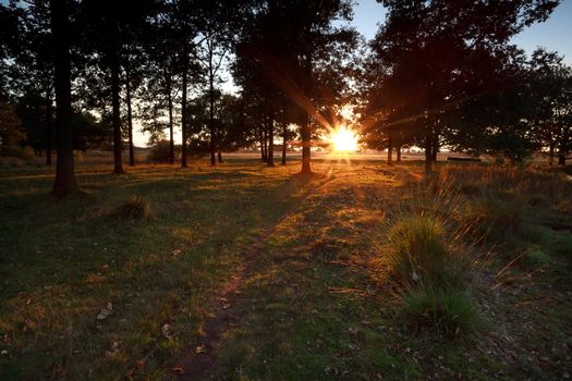 sunset beams in the forest, Dwingelderveld, Drenthe, Netherlands