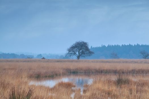 lonely tree on swamp during misty morning, Duurswoude, Friesland, Netherlands