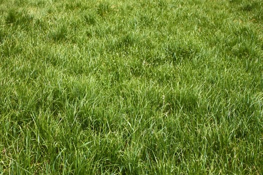 Meadow grass in the springtime in worm sunny weather