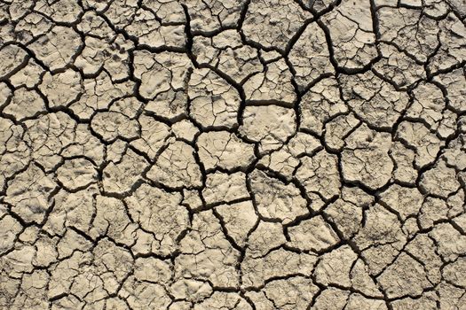 Cracks in the dried soil in arid season as a texture 