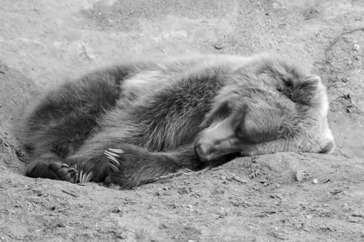 Brown Bear in the wild laying down in black and white in soft focus