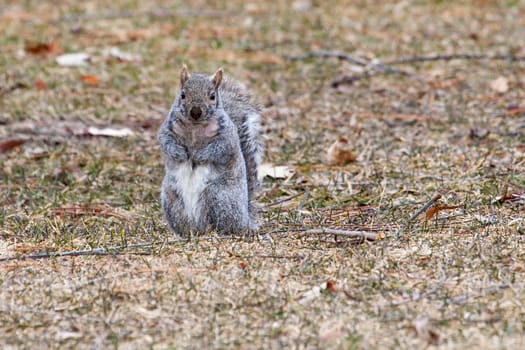 Gray Squirrel running about at a park