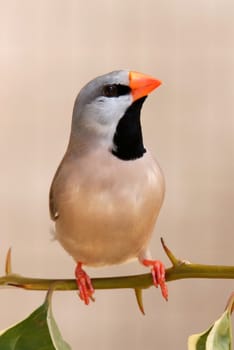 Heck's Grassfinch bird perched on a leafy teig