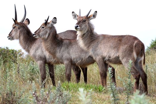 Three Waterbuck antelope males with shaggy coats and horns
