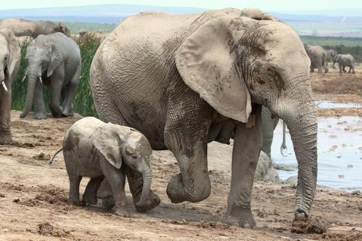 Playful baby African elephant running with it's mother