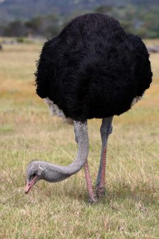 Female  ostrich bird with grey feathers and long neck