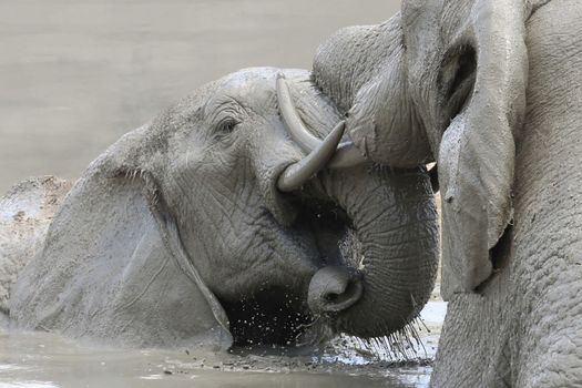 African elephants cooling off and playing in muddy water