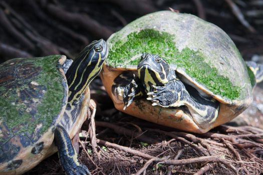 Painted turtle in wildlife on the waters edge in soft focus