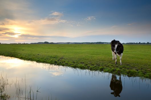 cow on pasture at sunset reflected in river, Holland