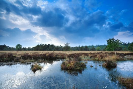blue cloudscape over wild swamp, Fochteloerveen, Drenthe, Netherlands