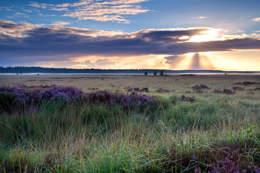 morning sunbeams over marsh with heather flowers, Fochteloerveen, Drenthe, Netherlands