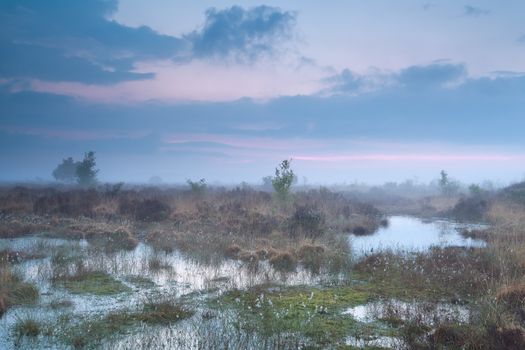 foggy sunset over swamp with cotton-grass, Fochteloerveen, Friesland, Drenthe, Netherlands