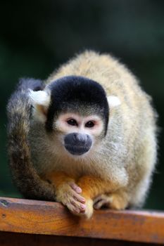 Cute squirrel monkey with black head and brown eyes