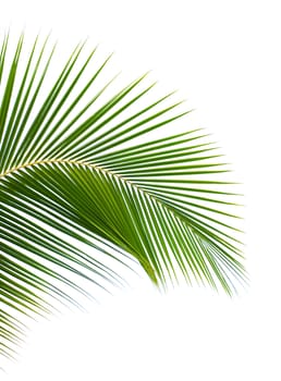 Palm leaf