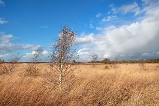 birch trees on marsh over blue sky in autumn, Dwingelderveld, Drenthe, Netherlands