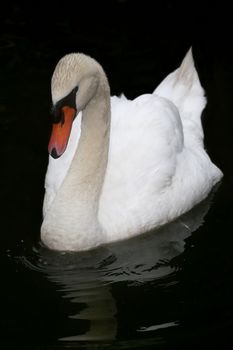 Beautiful White Swan swimming on the water