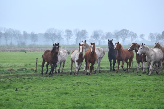 herd of running horses on foggy pasture, Holland