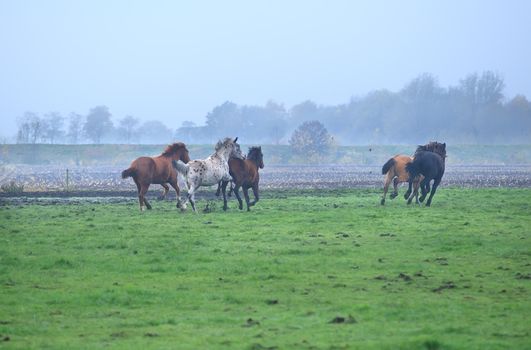 few galloping stallions on foggy pasture during autumn