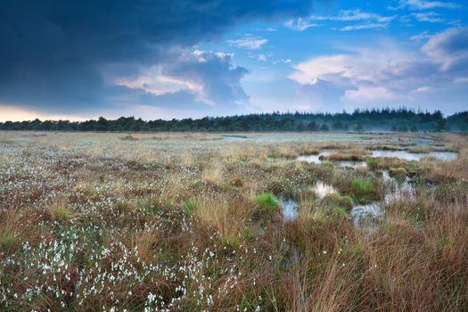 rainy sky over swamp with cotton-grass, Fochteloerveen, Drenthe, Friesland, Netherlands