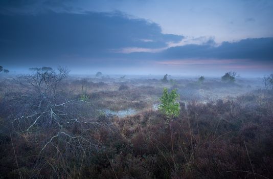 misty dusk on marshes, Fochteloerveen, Drenthe, Friesland, Netherlands