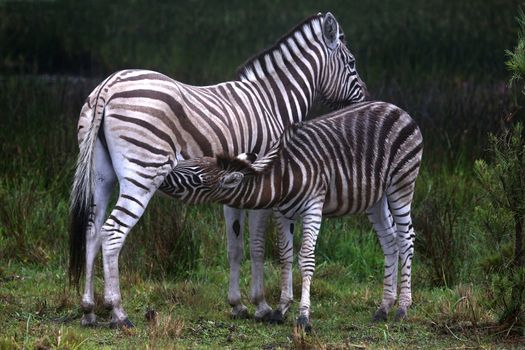 Young zebra suckling from it's mother in South Africa