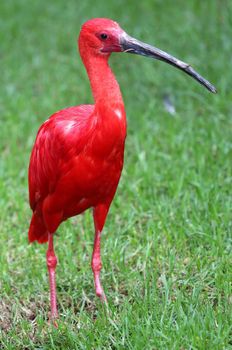 Scarlet Ibis Bird with bright feathers and lon beak