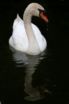 Beautiful White Swan with water dripping off it's beak