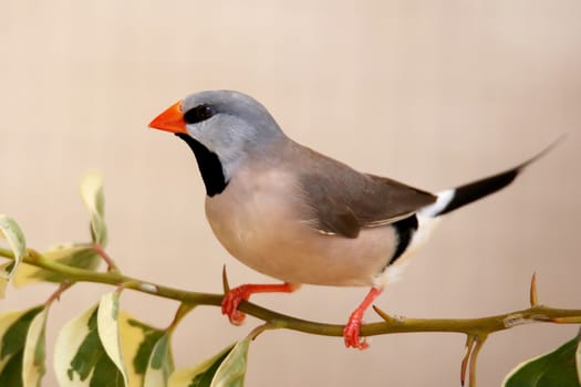 Heck's Grassfinch bird perched on a leafy teig