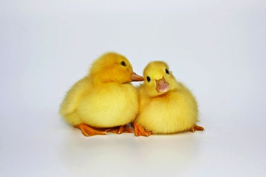One duckling ear talking to another