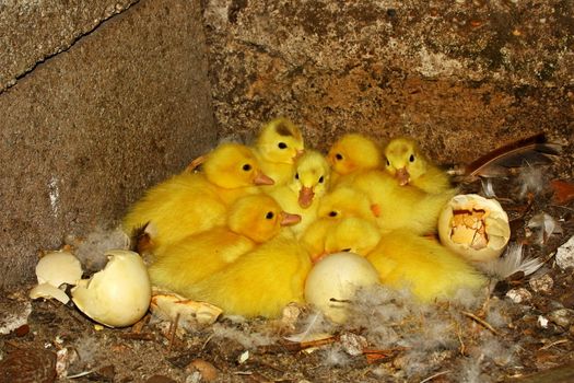Newborn ducks in their nest