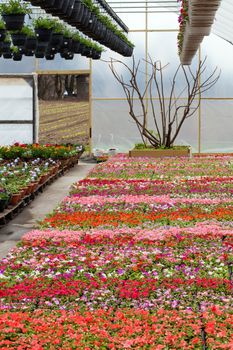 Greenhouse nursery with a variety of colorful flowers plants and hanging baskets.