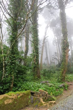 Portugal. Sintra. Relic trees in park of Pena National Palace in fog. UNESCO World Heritage Site and one of the Seven Wonders of Portugal 