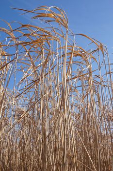 Dry Energy Grasses, raw material for renewable energy production