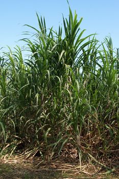 Sugar Cane Plantation, Guadeloupe, Caribbean